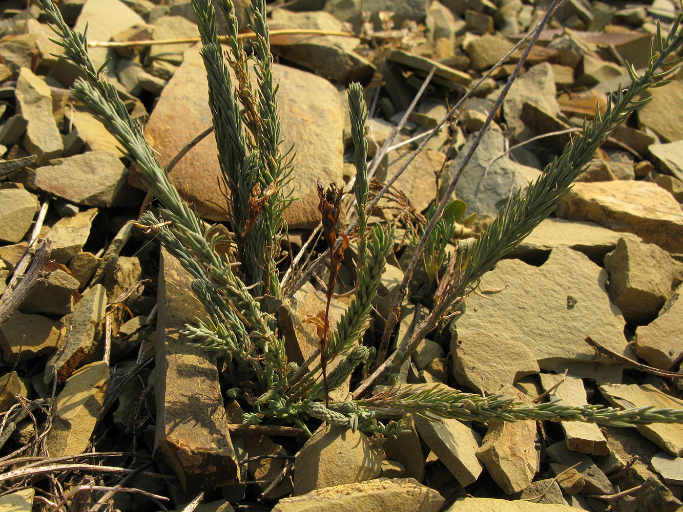 Image of Linum tenuifolium specimen.