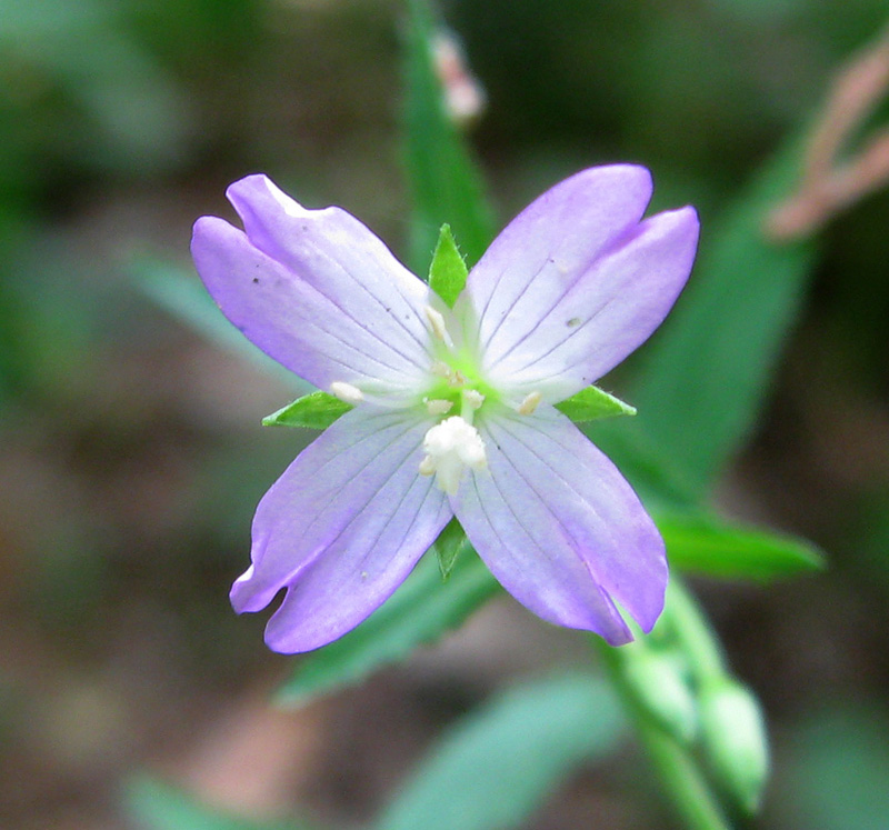 Изображение особи Epilobium montanum.