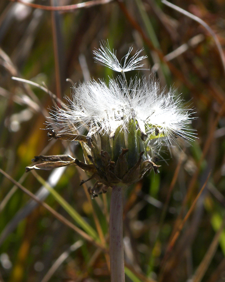 Изображение особи Taraxacum stevenii.