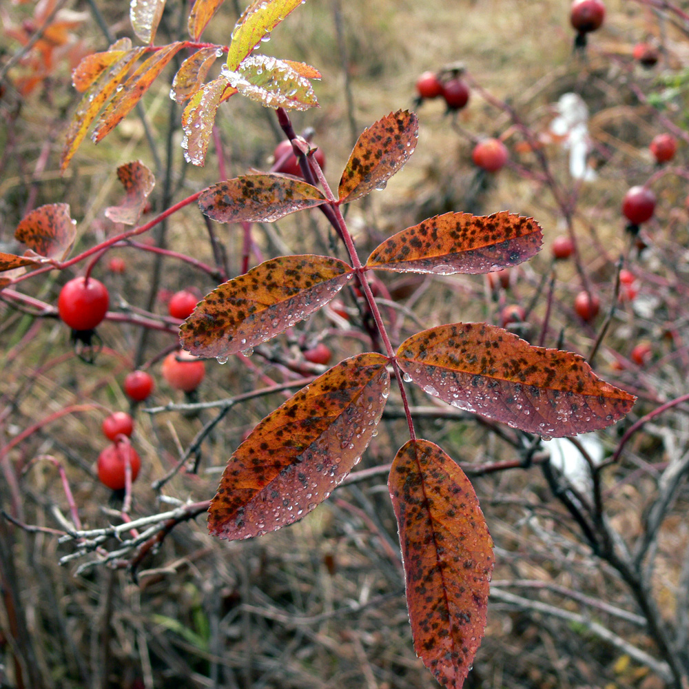 Изображение особи Rosa cinnamomea.