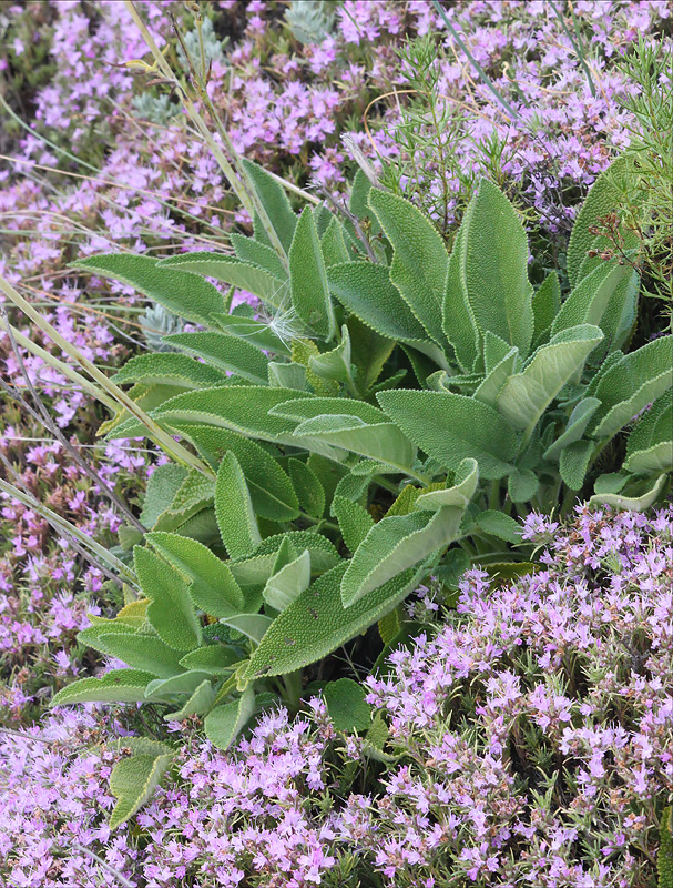 Image of Salvia ringens specimen.