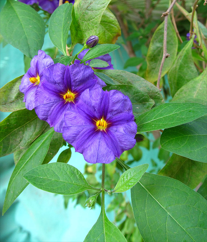 Image of Lycianthes rantonnetii specimen.