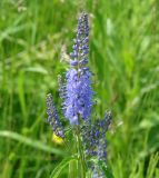 Veronica longifolia. Соцветия. Иркутская обл., окр. Иркутска, сырой луг. 28.06.2007.