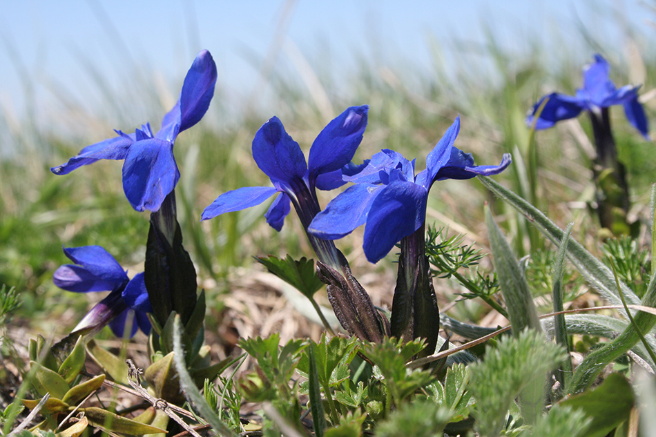 Image of Gentiana angulosa specimen.