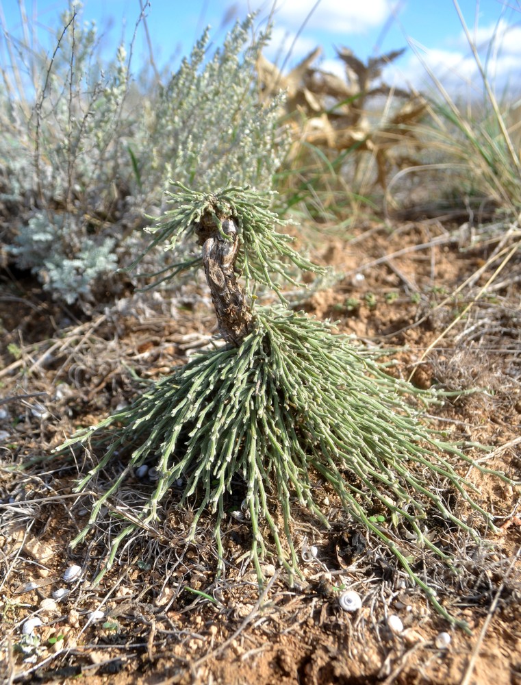 Image of genus Genista specimen.