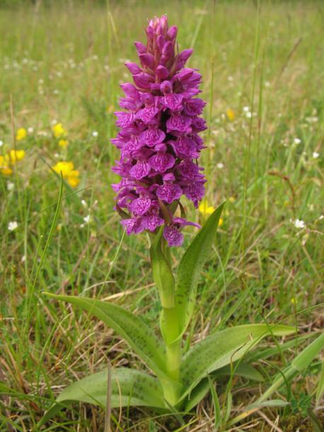 Изображение особи Dactylorhiza majalis.