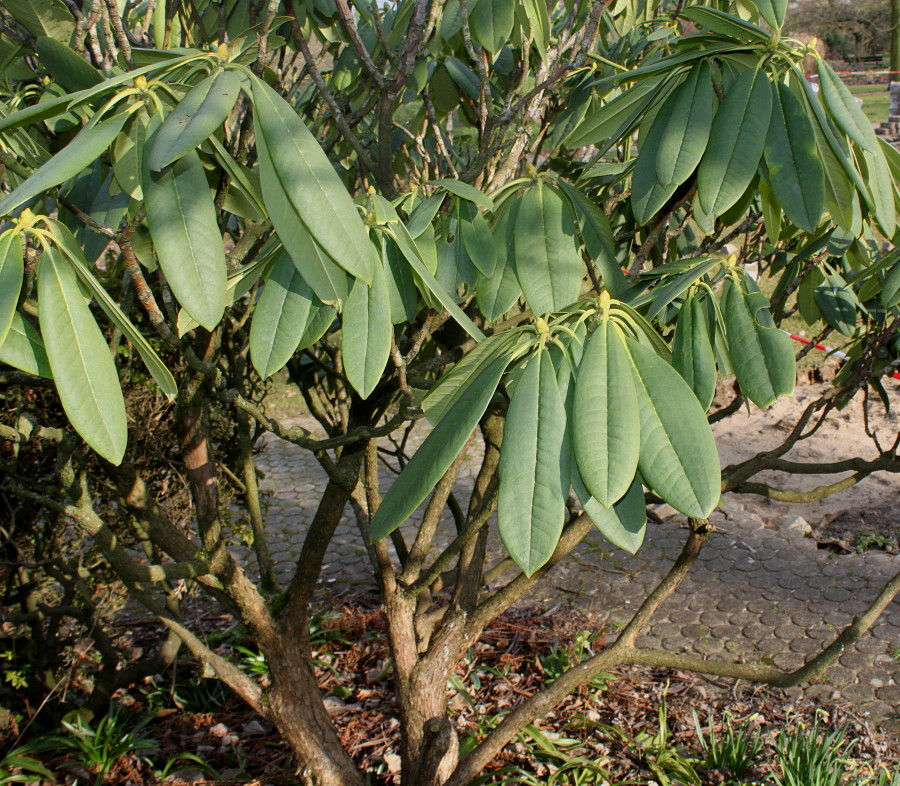 Image of Rhododendron calophytum specimen.