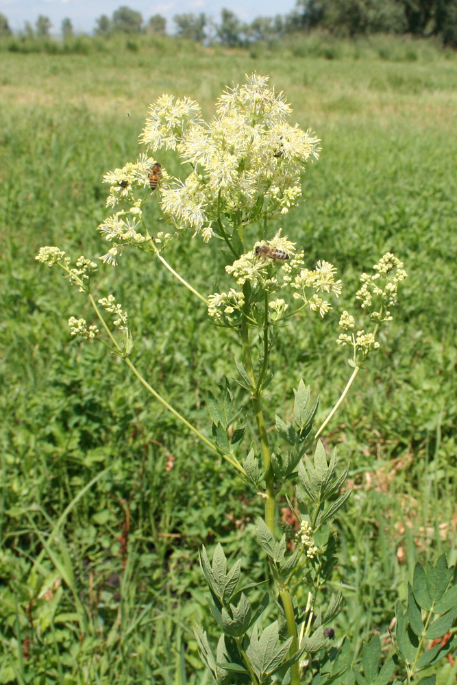 Image of Thalictrum flavum specimen.