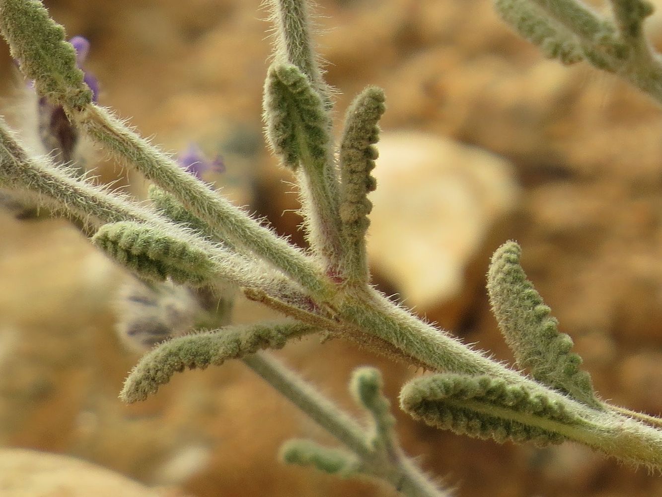 Image of Salvia deserti specimen.