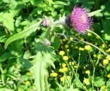 Cirsium maackii