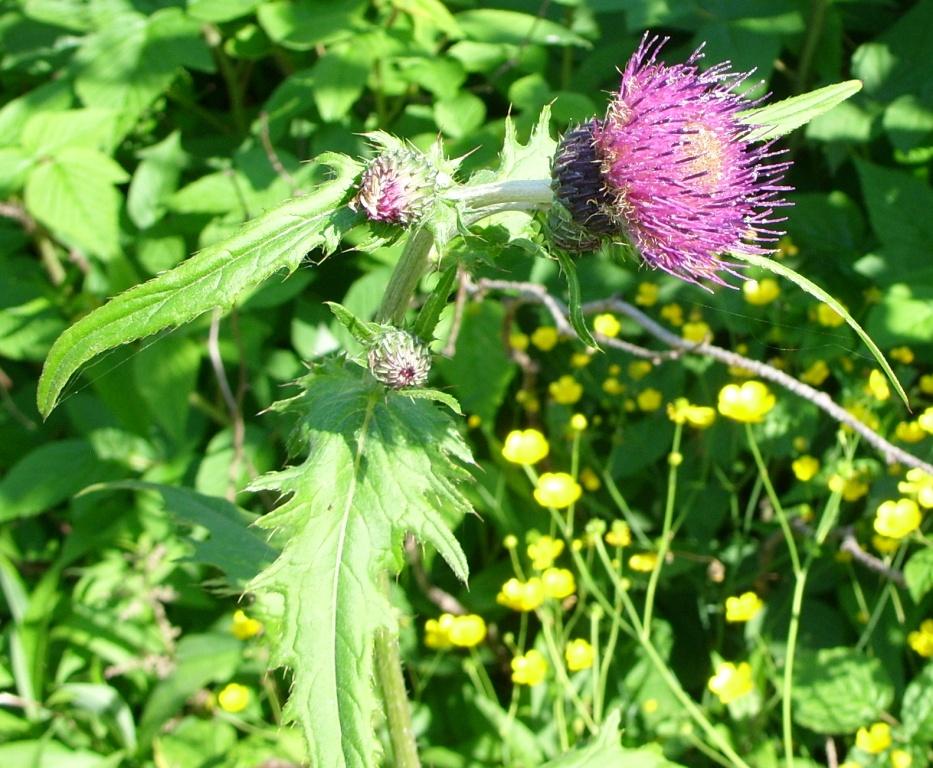 Изображение особи Cirsium maackii.