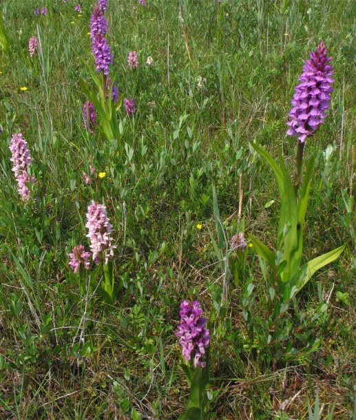 Image of Dactylorhiza incarnata specimen.