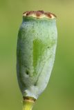 Papaver stevenianum. Плод-коробочка. Ростовская обл., Неклиновский р-н, Андреево-Мелентьевское с/п, дол. р. Миус. 20.05.2014.