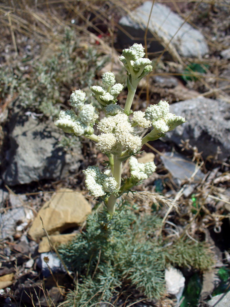 Image of Seseli dichotomum specimen.