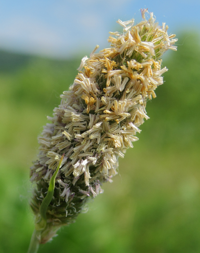 Image of genus Alopecurus specimen.