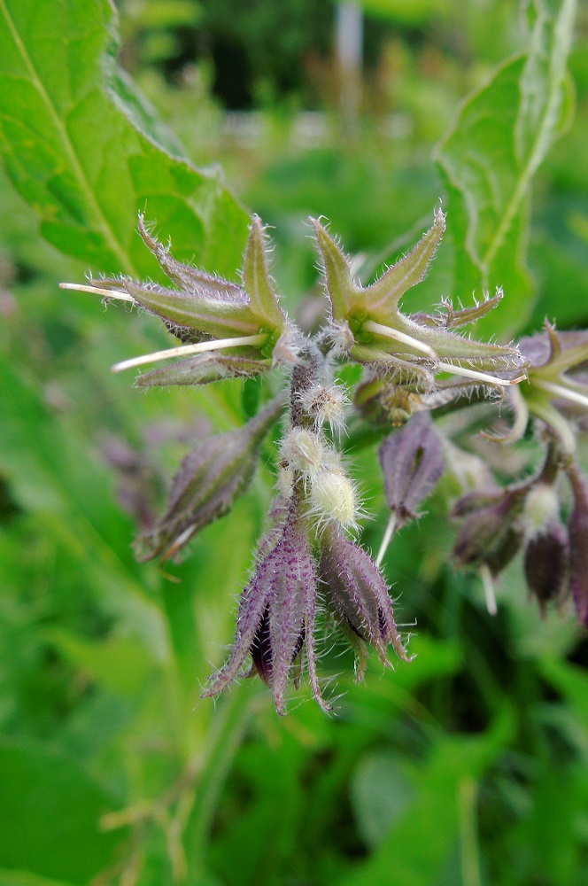 Image of Symphytum officinale specimen.