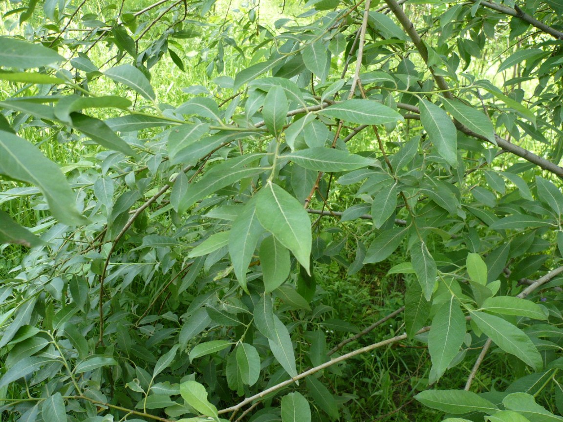 Image of genus Salix specimen.