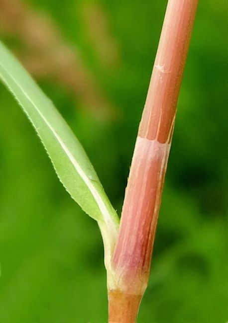 Изображение особи Persicaria sungareensis.