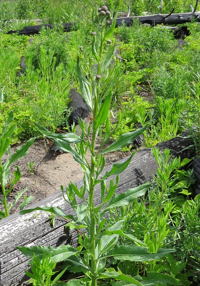 Image of Cirsium setosum specimen.