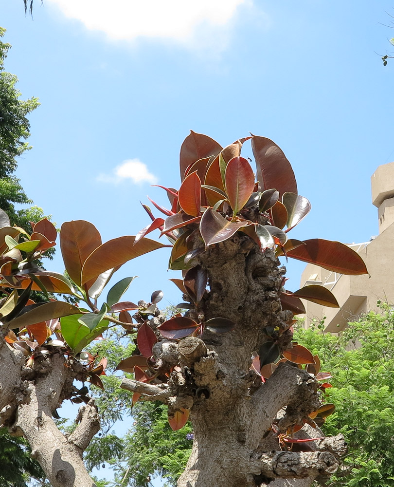 Image of Ficus elastica specimen.