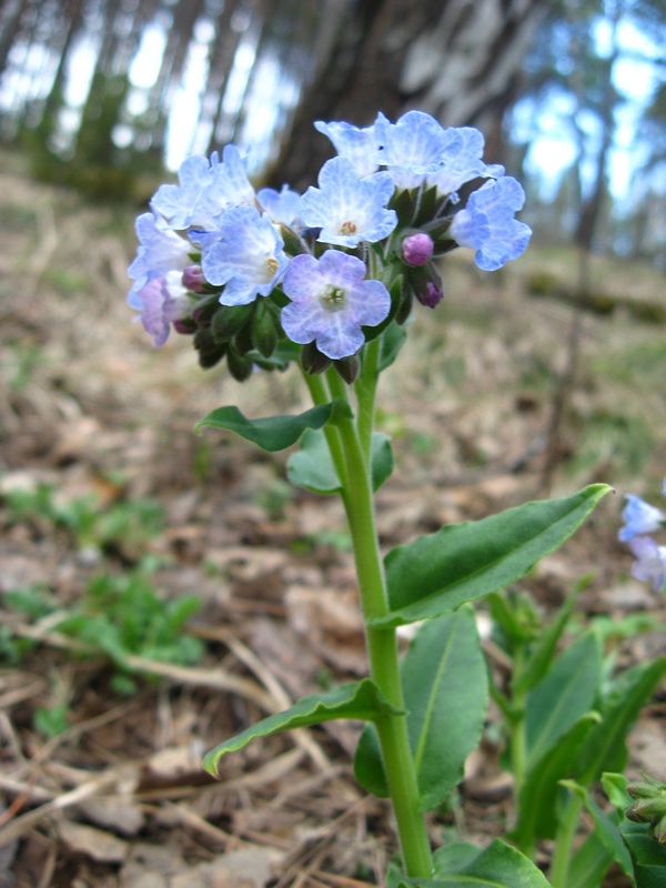 Изображение особи Pulmonaria mollis.