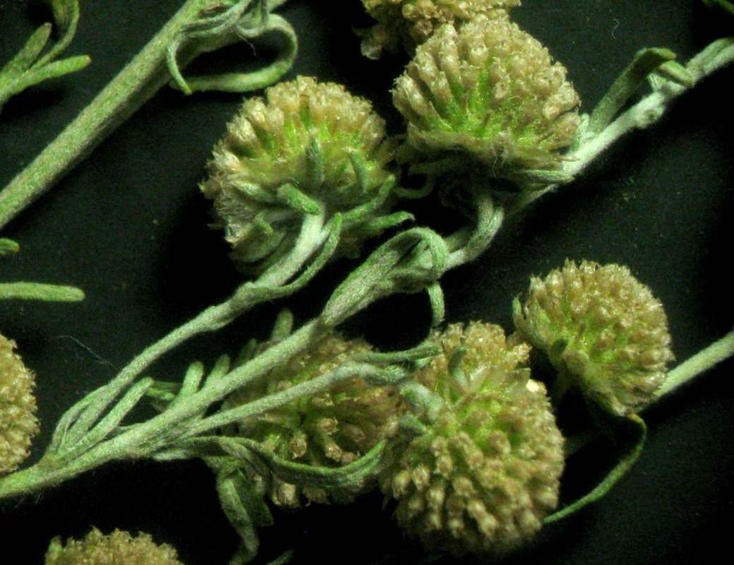 Image of Artemisia jacutica specimen.