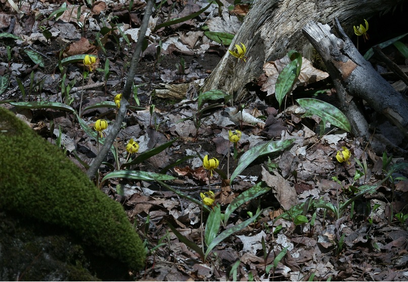 Image of Erythronium americanum specimen.