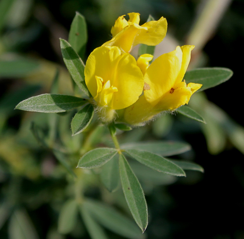 Изображение особи Chamaecytisus supinus.