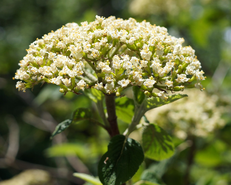 Image of Viburnum lantana specimen.