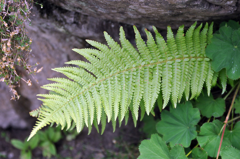 Image of Dryopteris filix-mas specimen.