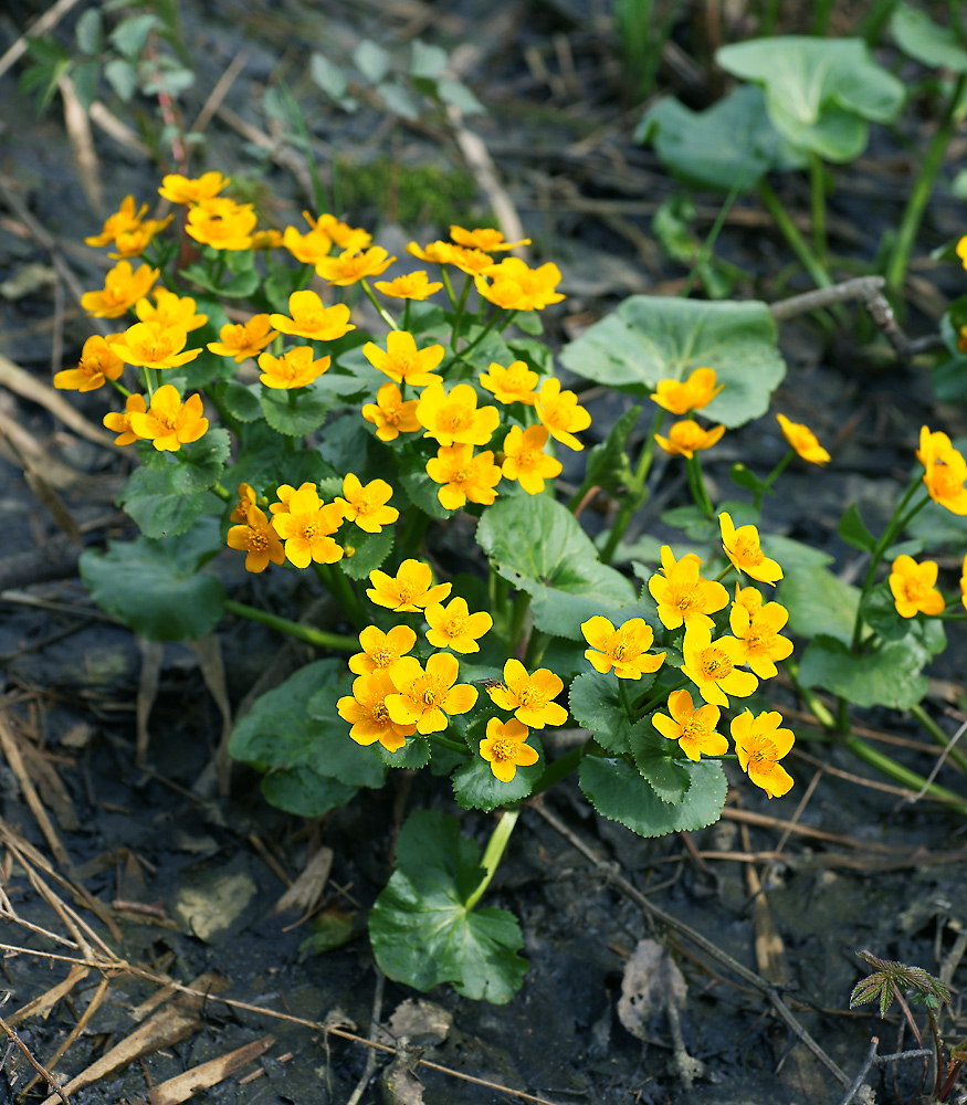 Изображение особи Caltha palustris.