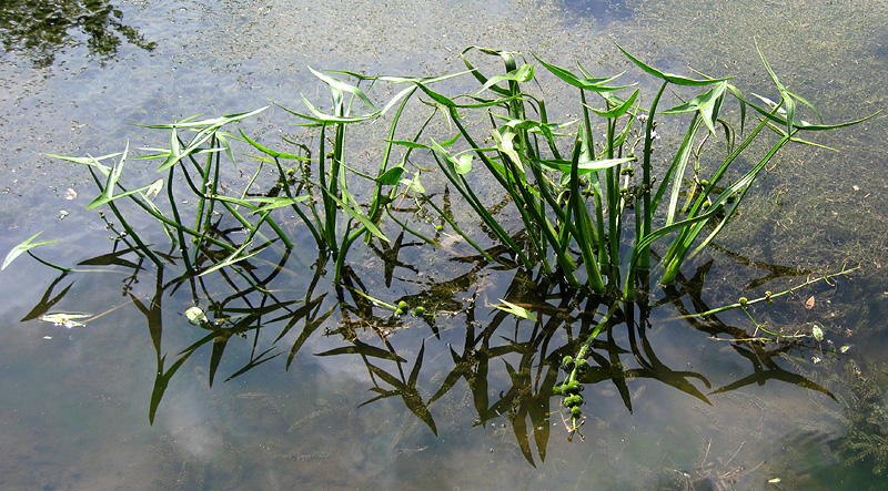 Image of Sagittaria sagittifolia specimen.