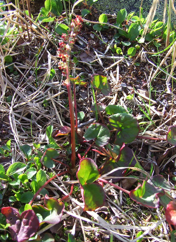 Image of Oxyria digyna specimen.