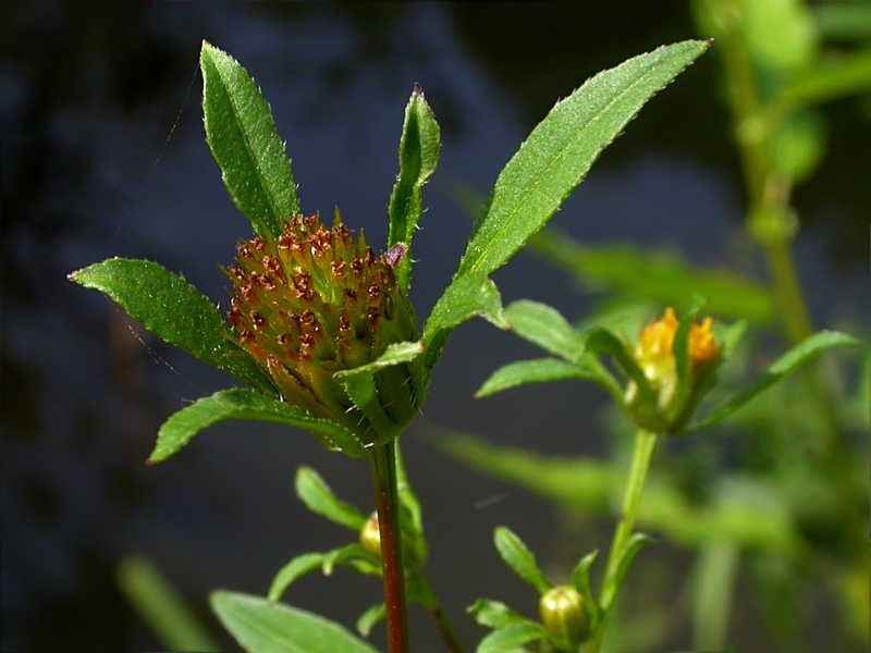 Image of Bidens tripartita specimen.