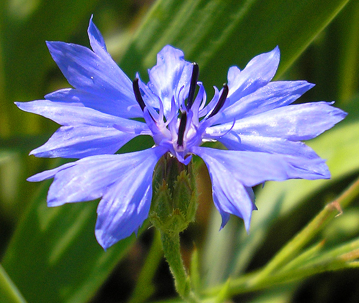 Image of Centaurea cyanus specimen.