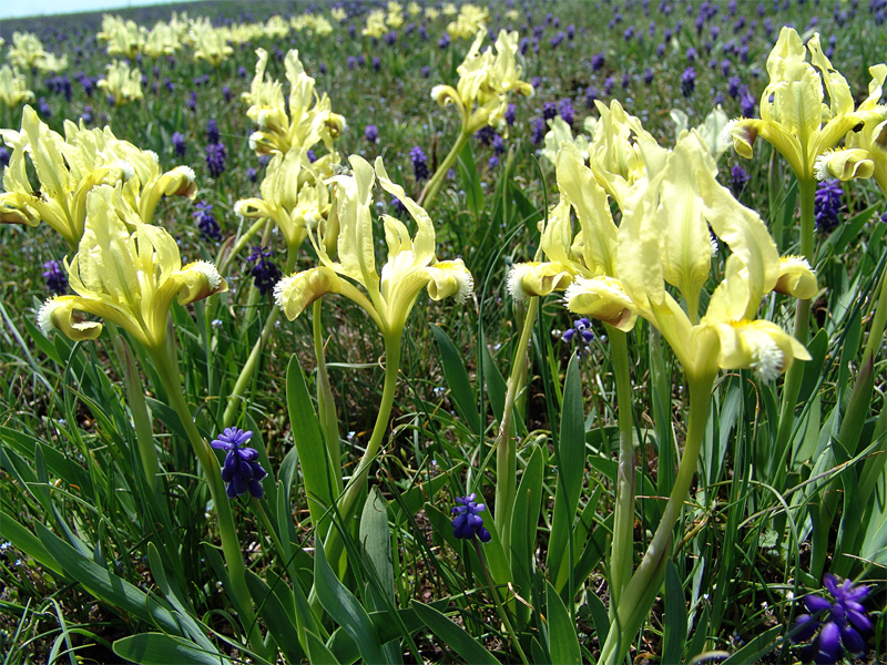 Image of Iris pumila specimen.