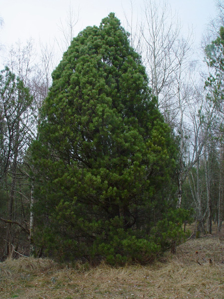 Изображение особи Pinus mugo.