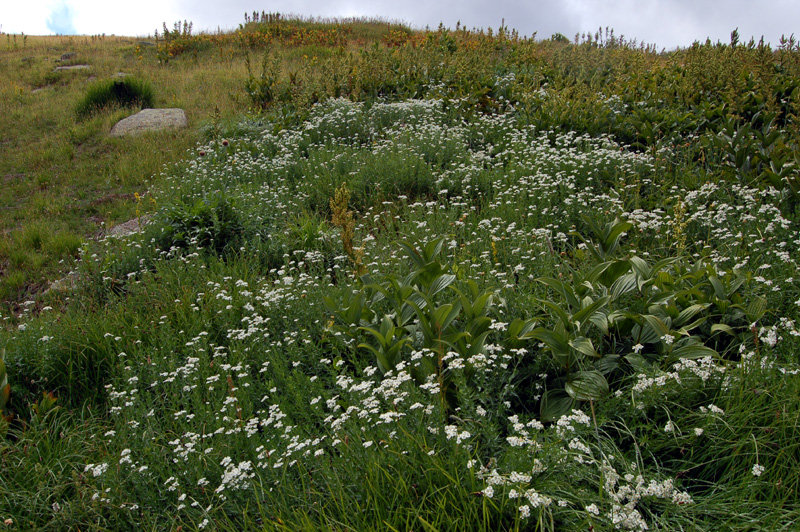 Изображение особи Achillea ledebourii.