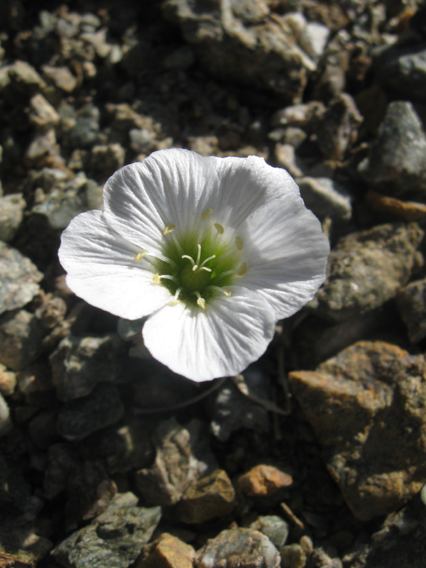 Image of Cerastium lithospermifolium specimen.