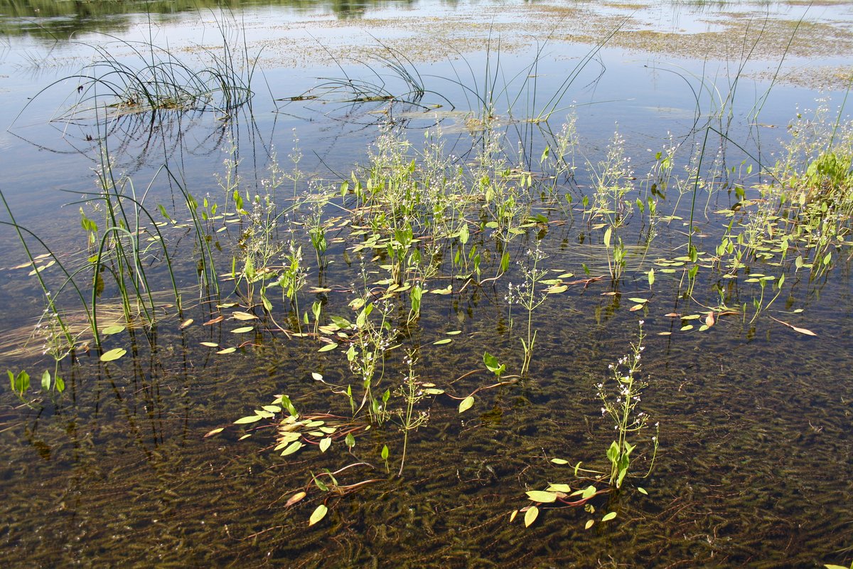 Image of Alisma plantago-aquatica specimen.