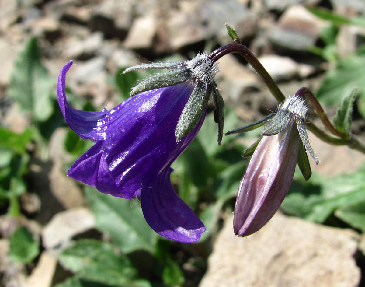 Image of Campanula woronowii specimen.