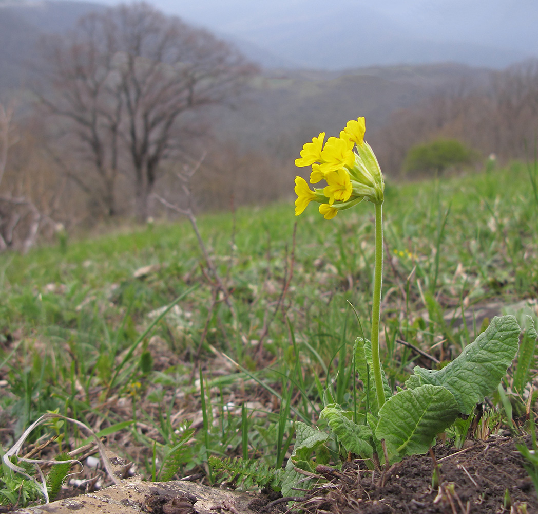 Image of Primula macrocalyx specimen.