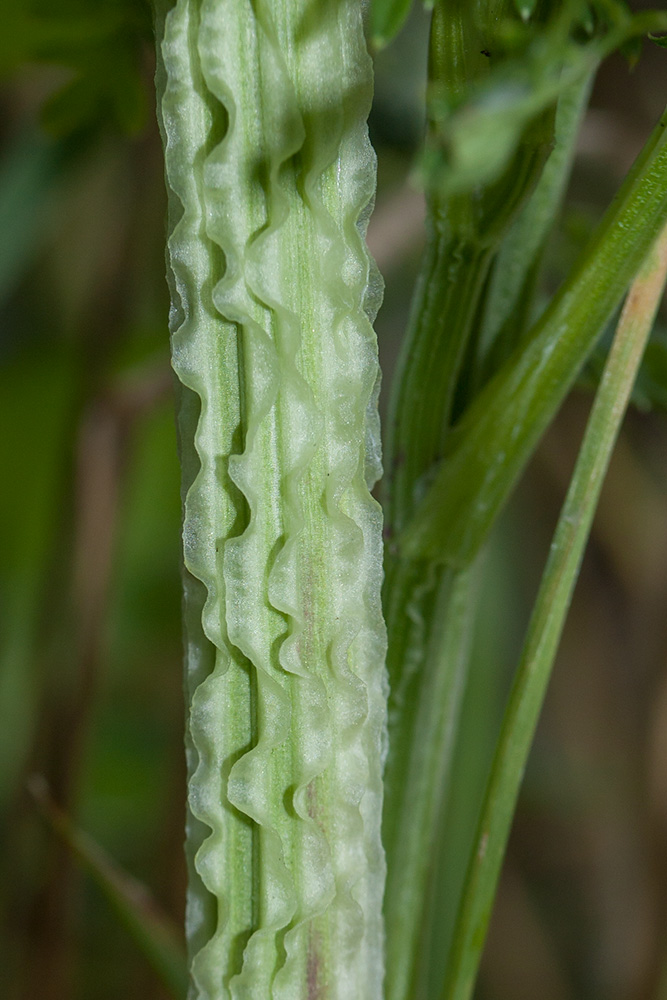 Изображение особи Selinum carvifolia.