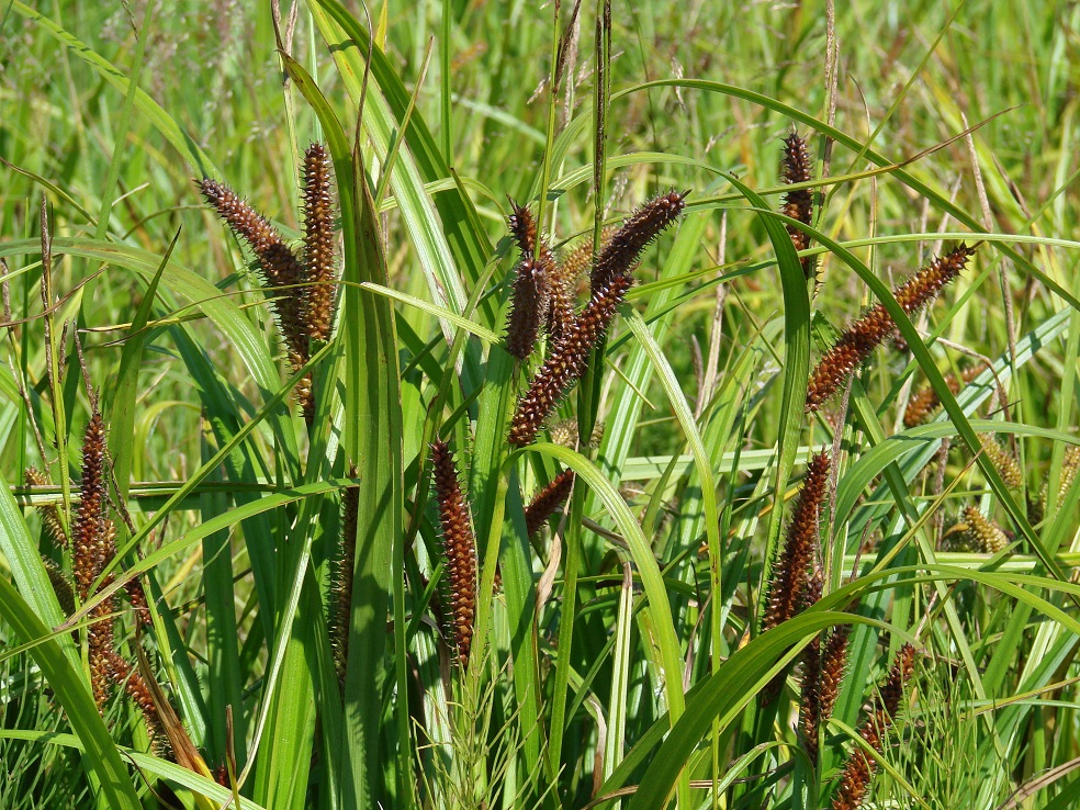 Image of Carex rhynchophysa specimen.