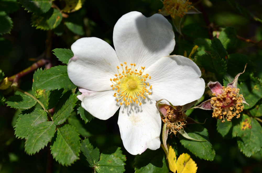 Image of genus Rosa specimen.