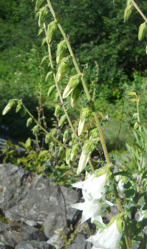 Image of Campanula alliariifolia specimen.