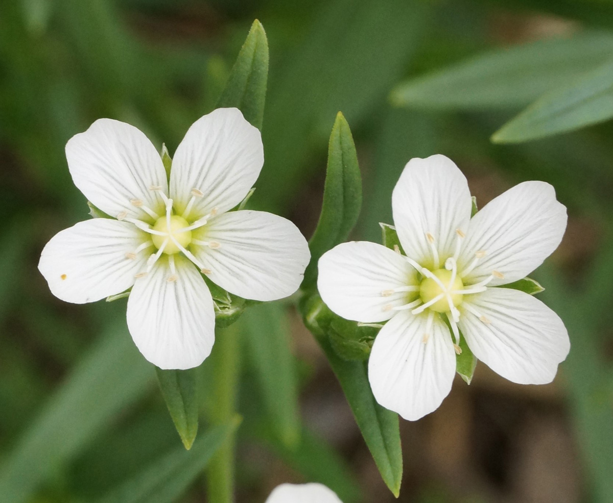 Image of Cerastium bungeanum specimen.