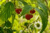 Rubus idaeus