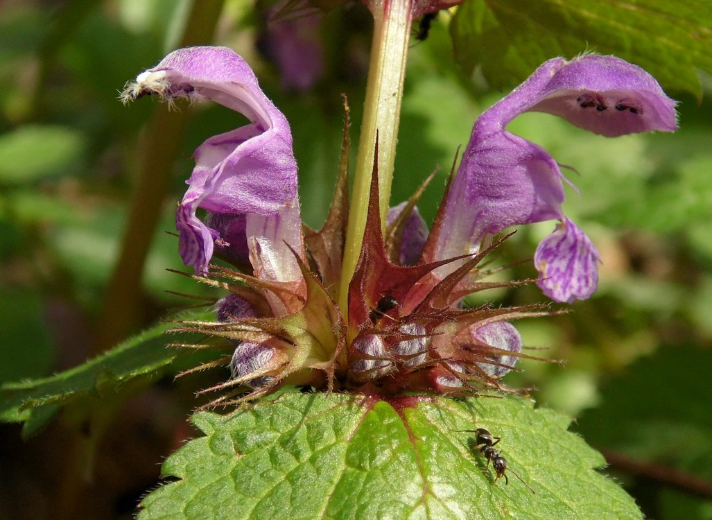 Image of Lamium maculatum specimen.