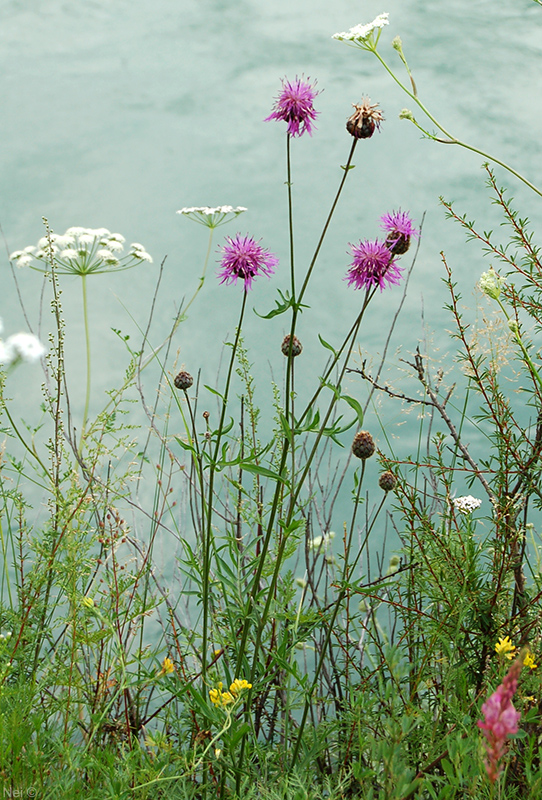 Image of Centaurea scabiosa specimen.